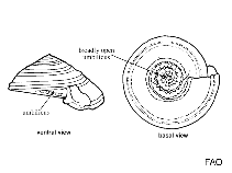 Image of Discotectonica acutissima 