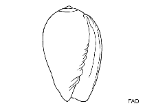 Image of Gibberula mazagonica 