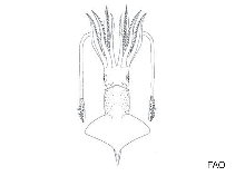 Image of Abraliopsis atlantica (Atlantic firefly squid)