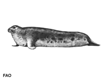 Image of Erignathus barbatus (Bearded seal)