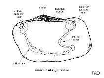 Image of Panopea zelandica (New Zealand geoduck clam)