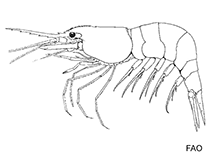 Image of Hippolyte clarki (Kelp humpback shrimp)