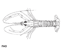 Image of Metanephrops velutinus (Velvet lobster)