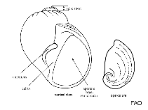 Image of Euspira catena (Chained moon-shell)