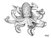 Image of Tetracheledone spinicirrhus (Spiny-horn octopus)