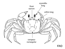 Image of Uca dussumieri (Purple fiddler crab)