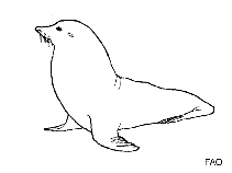 Image of Zalophus japonicus (Japanese sea lion)