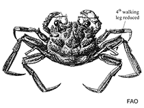 Image of Palicus affinis (Antillian stilt crab)