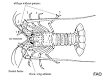 Image of Palibythus magnificus (Musical furry lobster)