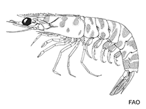Image of Metapenaeus lysianassa (Bird shrimp)