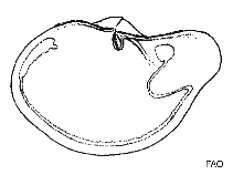Image of Periploma discus (Round spoonclam)