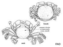 Image of Opisthopus transversus (Mottled pea crab)