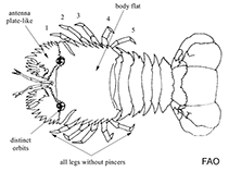 Image of Scyllarides deceptor (Hooded slipper lobster)