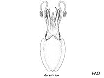 Image of Sepiella ocellata (Spotty cuttlefish)
