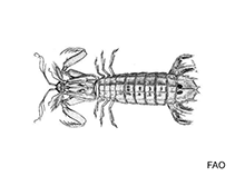 Image of Alima hieroglyphica (Mantis shrimp)