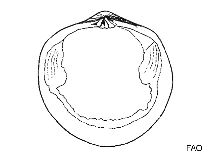 Image of Diplodonta impolita (Rough diplodon)