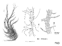 Ulvaceae
