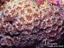 Image of Blastomussa wellsi (Branched cup coral)
