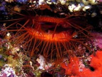 Image of Ctenoides ales (Electric flame scallop)