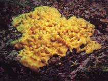 Image of Halichondria panicea (Bread-crumb sponge)