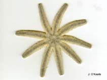 Image of Luidia senegalensis (Nine-armed sea star)