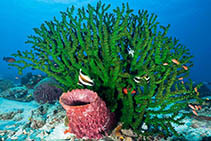 Image of Tubastraea micranthus (Black turret coral)
