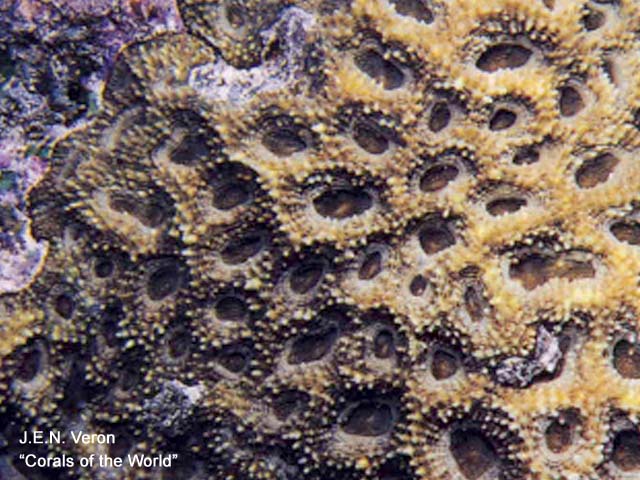 Acanthastrea brevis