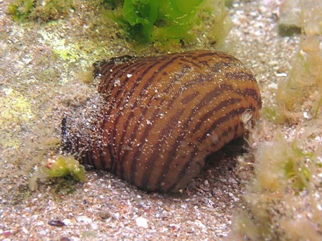 Actinia cari