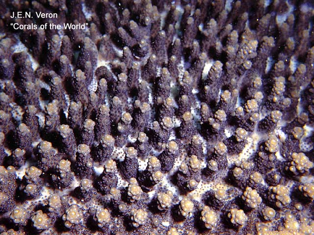 Acropora dendrum