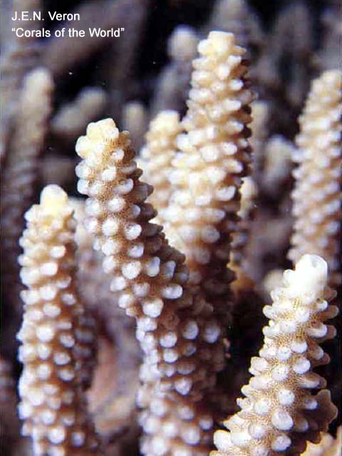 Acropora donei