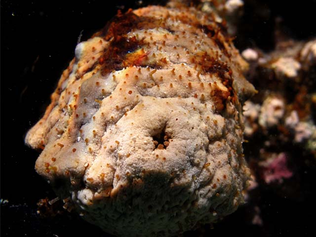 Actinopyga echinites