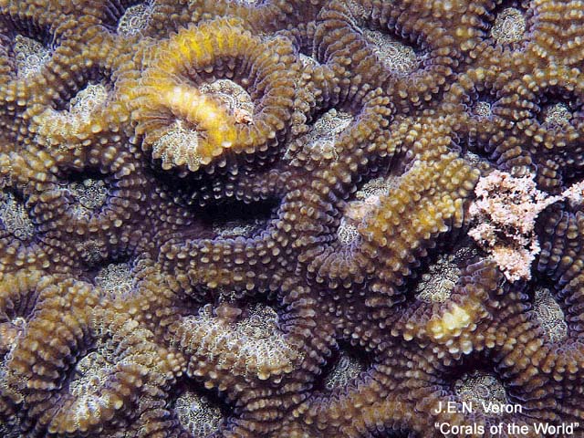 Dipsastraea faviaformis