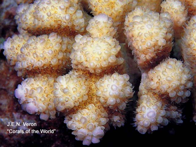 Acropora globiceps