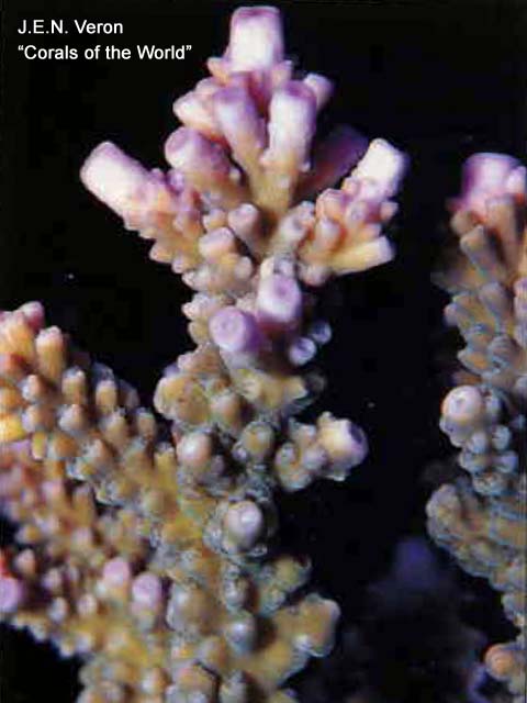 Acropora grandis