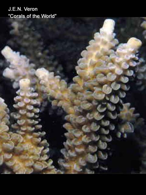 Acropora hoeksemai