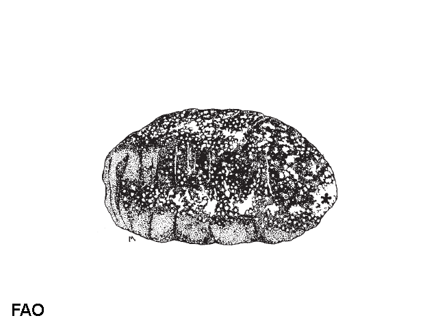 Acmau_u0.gif