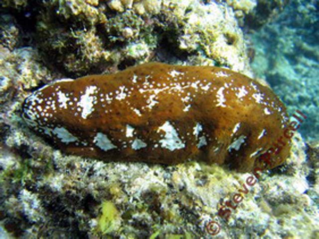 Actinopyga mauritiana
