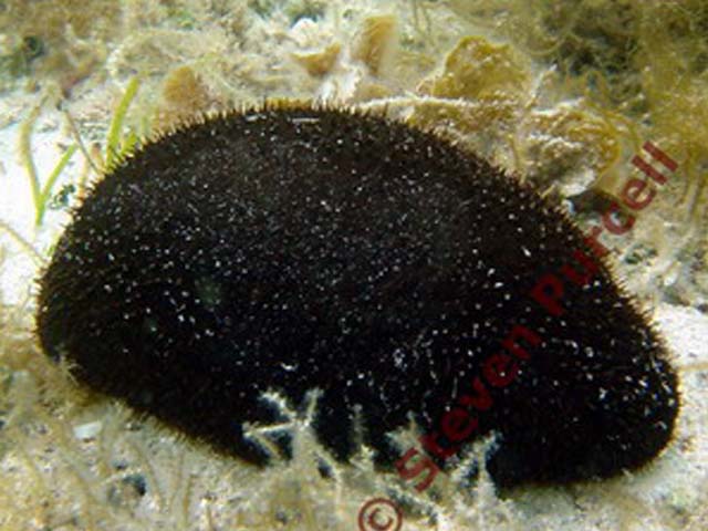 Actinopyga miliaris