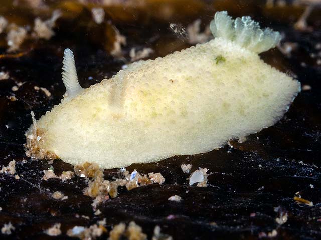Acanthodoris pilosa