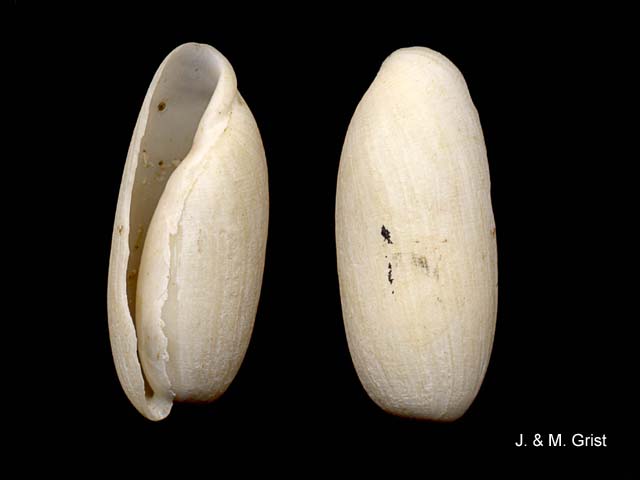 Mnestia arachis