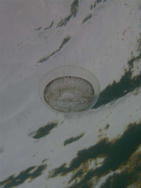 Aequorea forskalea
