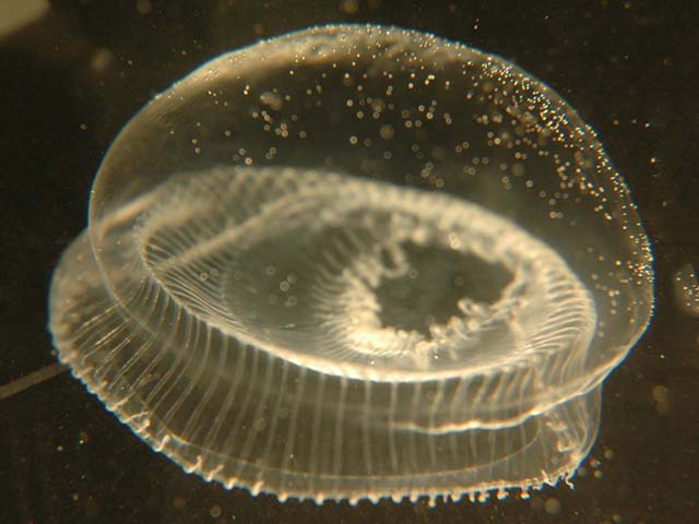 Aequorea victoria