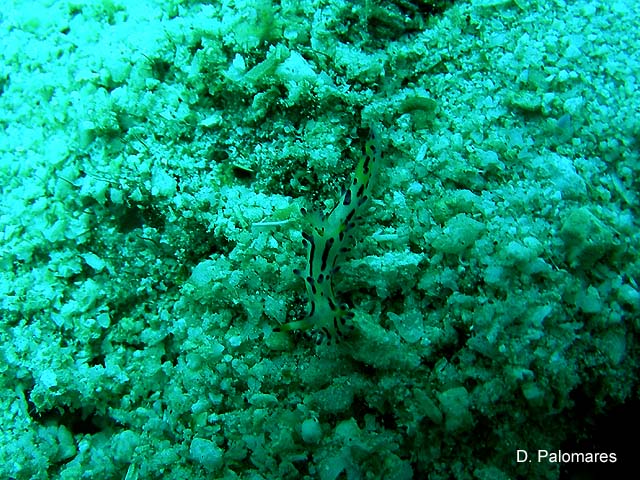 Aegires villosus
