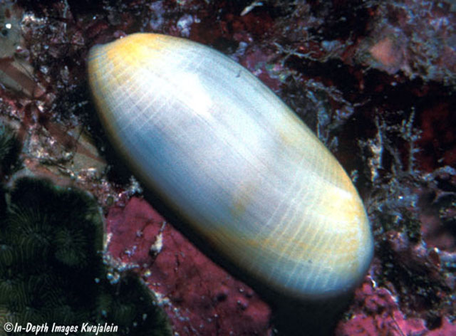 Alcyl_u0.jpg
