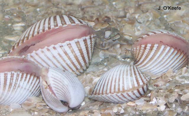 Anadara brasiliana
