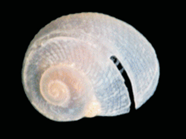 Anatoma euglypta
