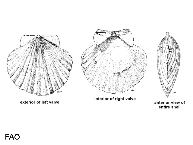 Annachlamys flabellata