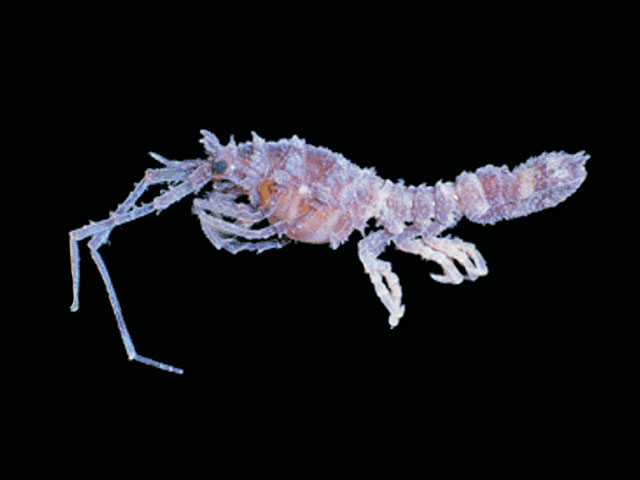 Antarcturus horridus