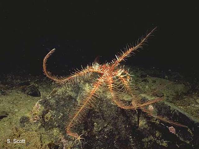 Antedon petasus
