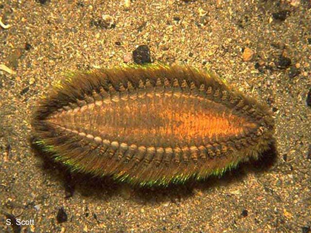Aphrodita aculeata